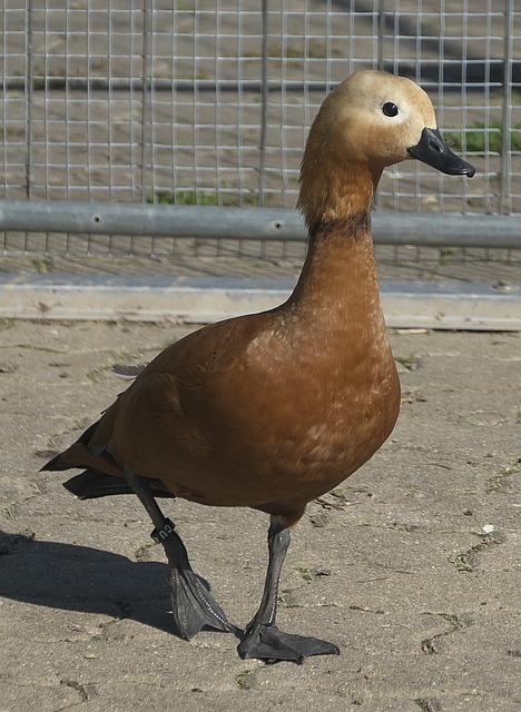 独行侠客场